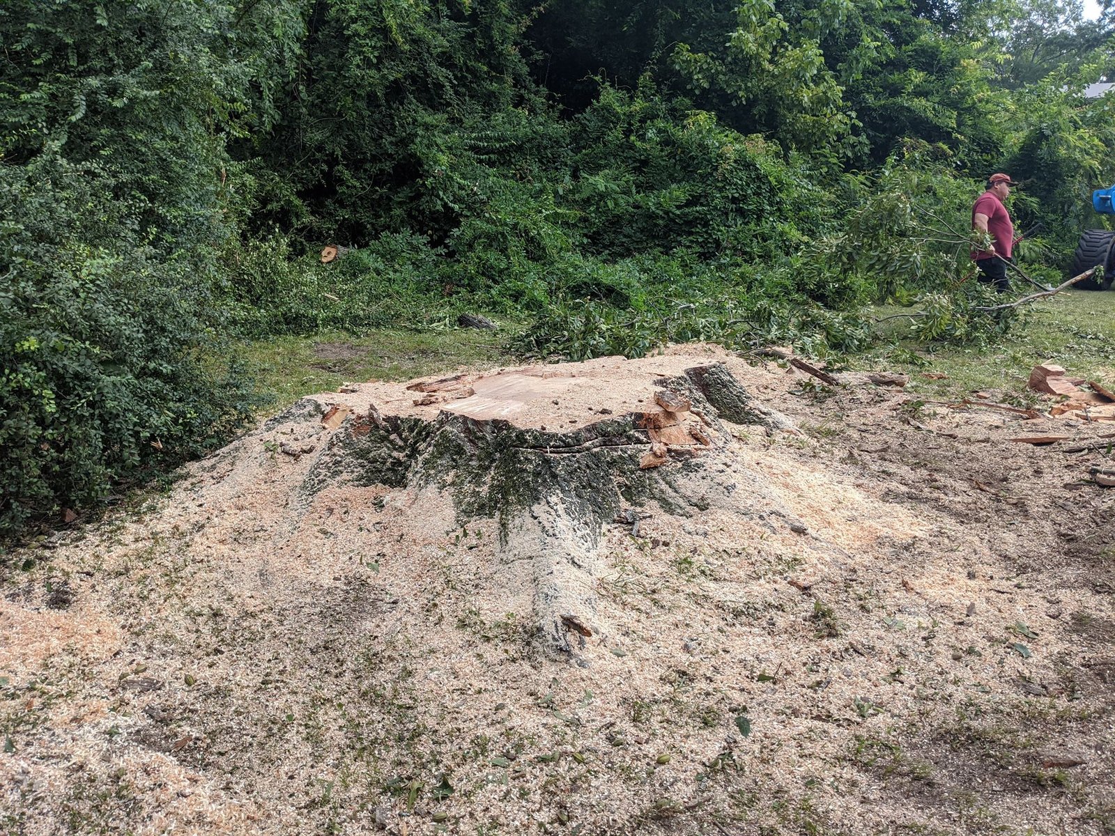 Large stump prepared for grinding